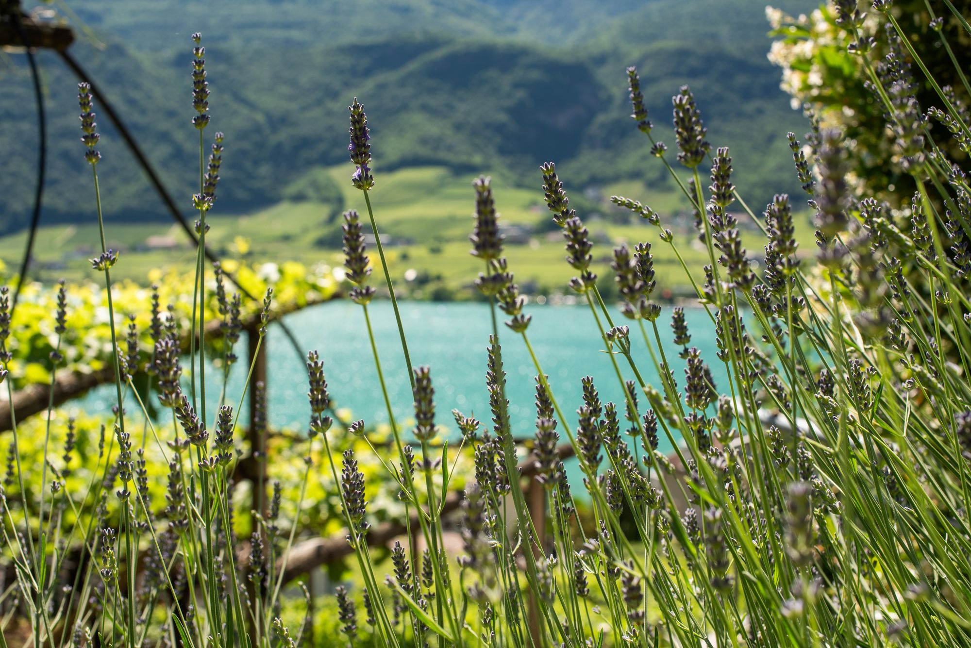 [Translate to italienisch:] 